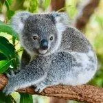 AWS Koala