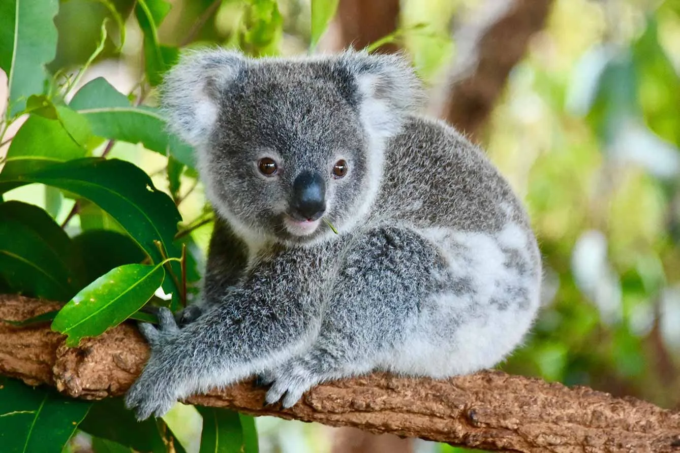 AWS Koala